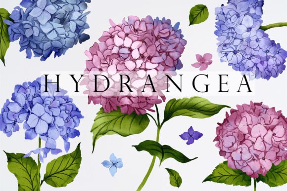 Hydrangea Watercolor Illustrations for Elegant Design