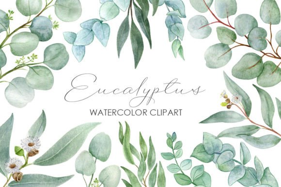Timeless Botanical Elegance: Eucalyptus Watercolor Clipart