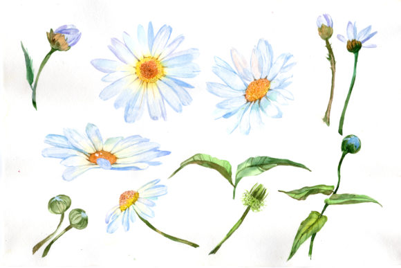 White Daisy Watercolor Flower Set: Design & Applications